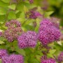 Sommerspiere 'Magic Carpet' mit rosa Blüten und gelb-grünem Laub. Strauch für Garten und Beet.