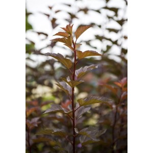 Physocarpus Opulifolius Amber Jubilee: Detailaufnahme der bunten Blätter des Strauchs.
