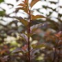 Physocarpus Opulifolius Amber Jubilee: Detailaufnahme der bunten Blätter des Strauchs.