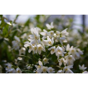 Detailaufnahme des Maiblumenstrauchs Yuki Snowflake mit weißen Blüten.