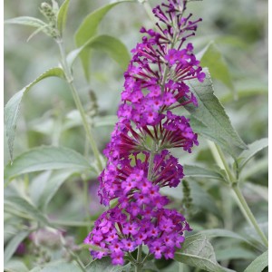 Nahaufnahme des Schmetterlingsstrauchs 'Pink Purple' mit leuchtend rosa Blüten.