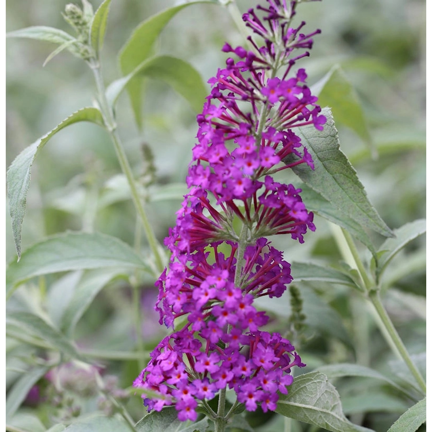 Schmetterlingsstrauch Pink Purple 30-40cm - Buddleja günstig online kaufen