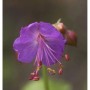 Nahaufnahme einer einzelnen, violetten Blüte des Balkanstorchschnabels Olympos (Geranium macrorrhizum).