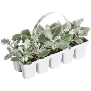 Silberkreuzkraut Multipack Senecio maritima im Anzucht-Tray mit silbrig-weißem Laub.