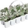 Silberkreuzkraut Multipack Senecio maritima im Anzucht-Tray mit silbrig-weißem Laub.