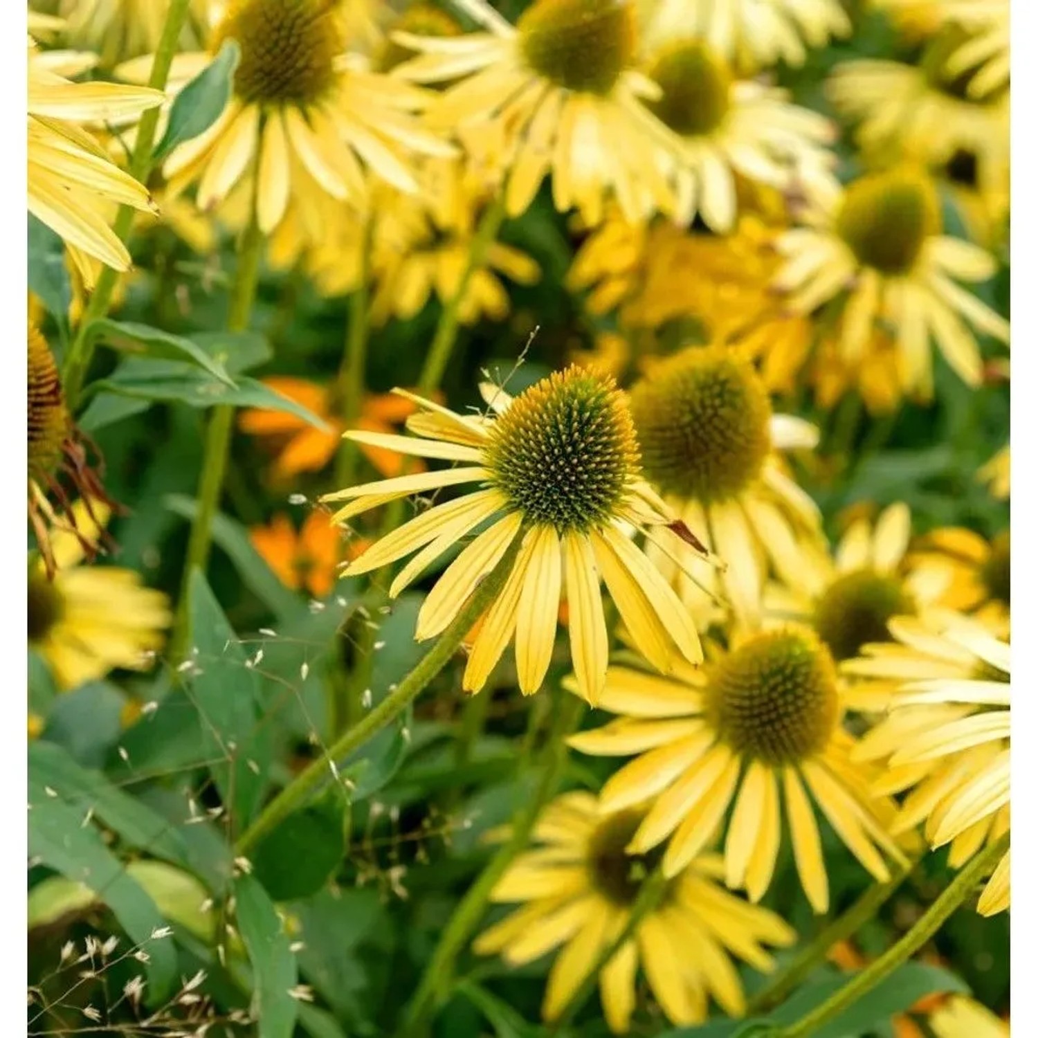 Gelber Sonnenhut (Echinacea purpurea Aloha) im Garten, Nahaufnahme.