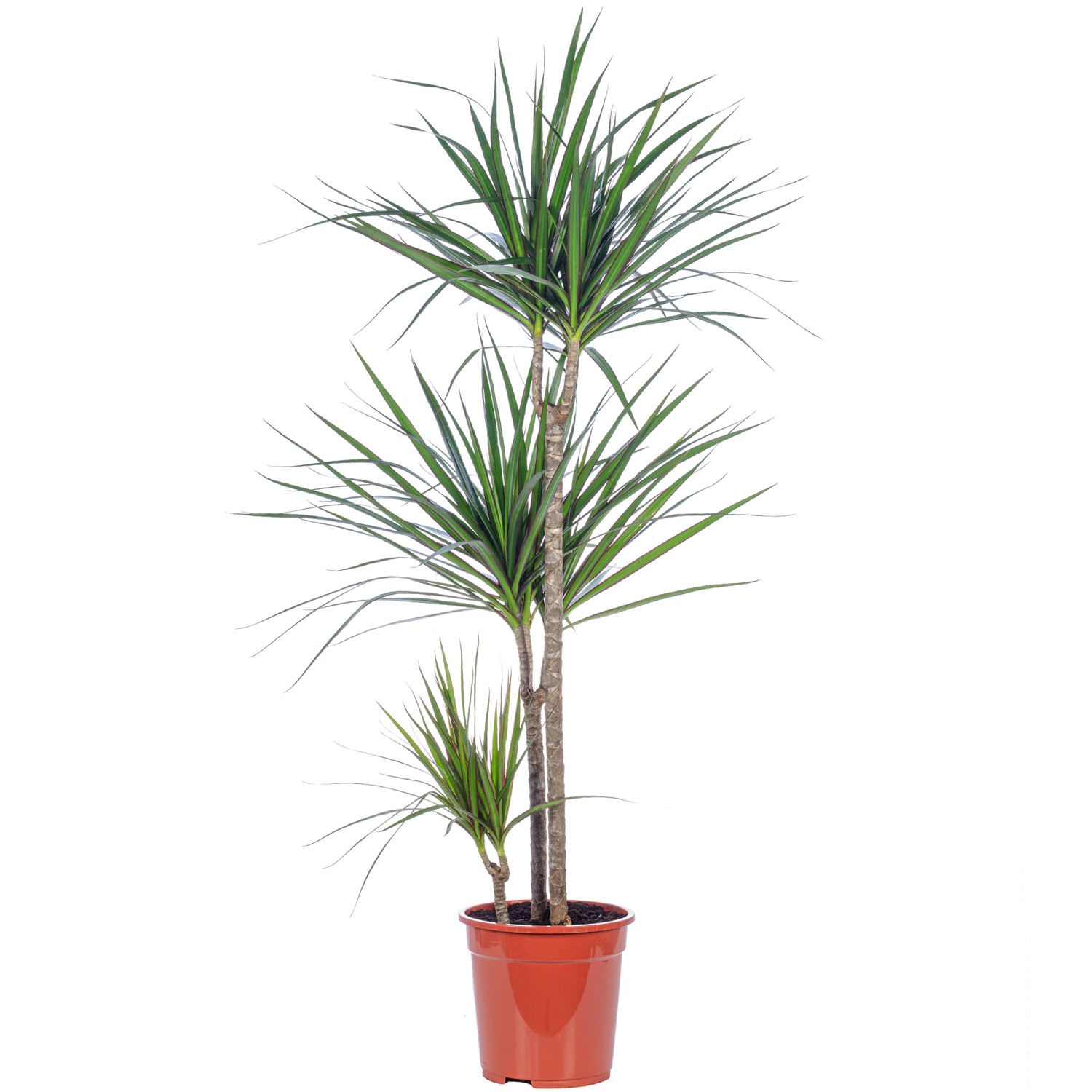 Value Greens Drachenbaum 3-Stamm  Dracaena Marginata  ca. 115 cm Hoch  Topf günstig online kaufen