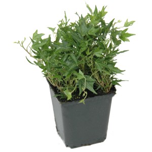 Kleinblättriger Efeu 'Crispy' im 9 cm Topf, immergrüne Zimmer- und Gartenpflanze.