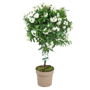 GROW by OBI Sommerjasmin als Stamm im Topf, mit weißen Blüten und grünen Blättern.