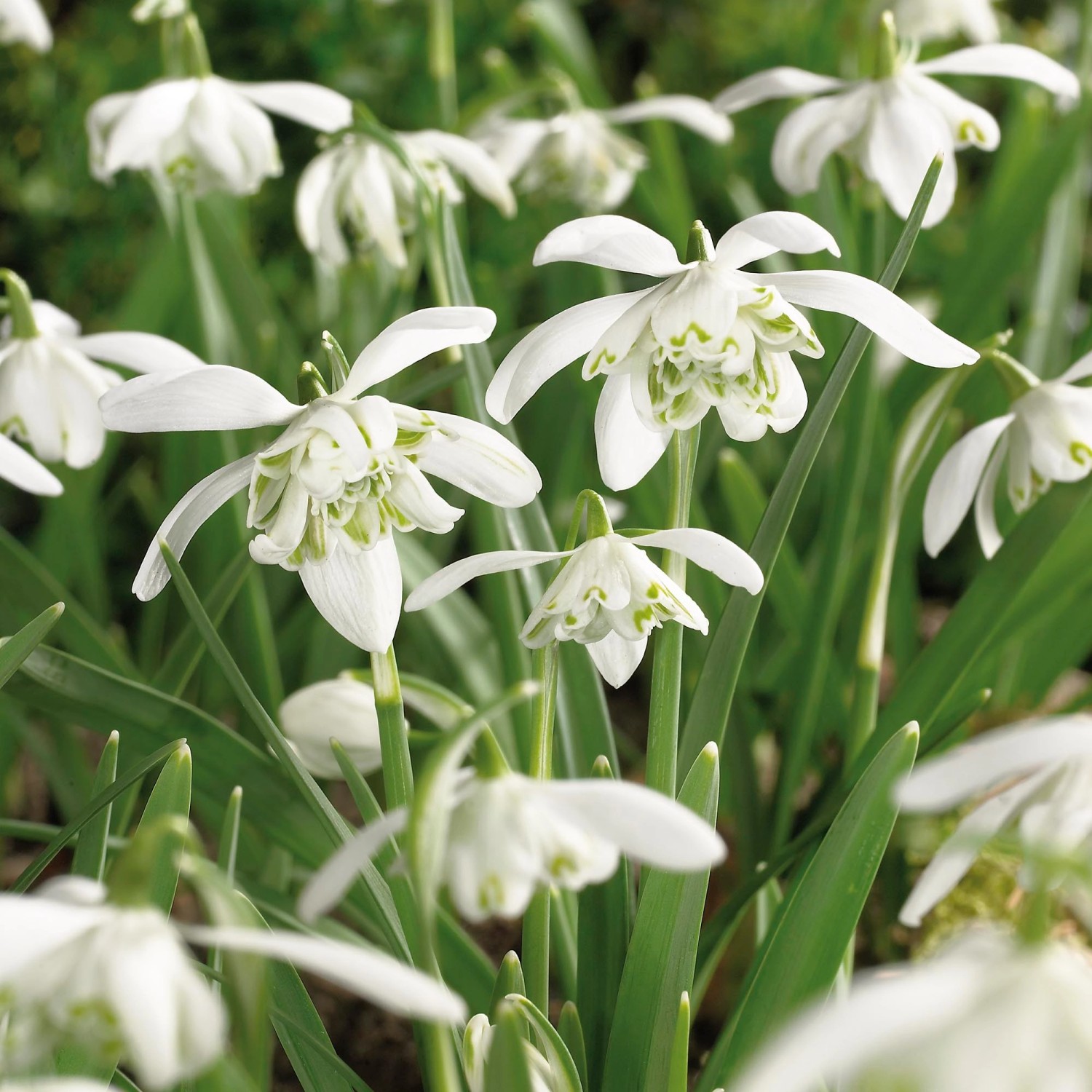 GROW by OBI Schneeglöckchen "Flore Pleno" Weiß 15 cm Galanthus nivalis