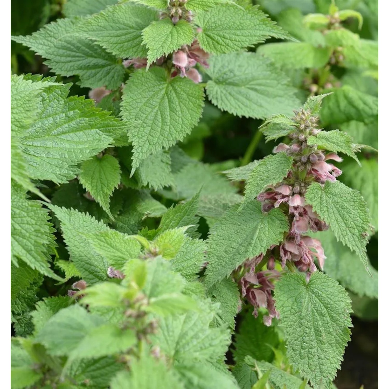 Große Waldnessel Silva - Lamium orvala