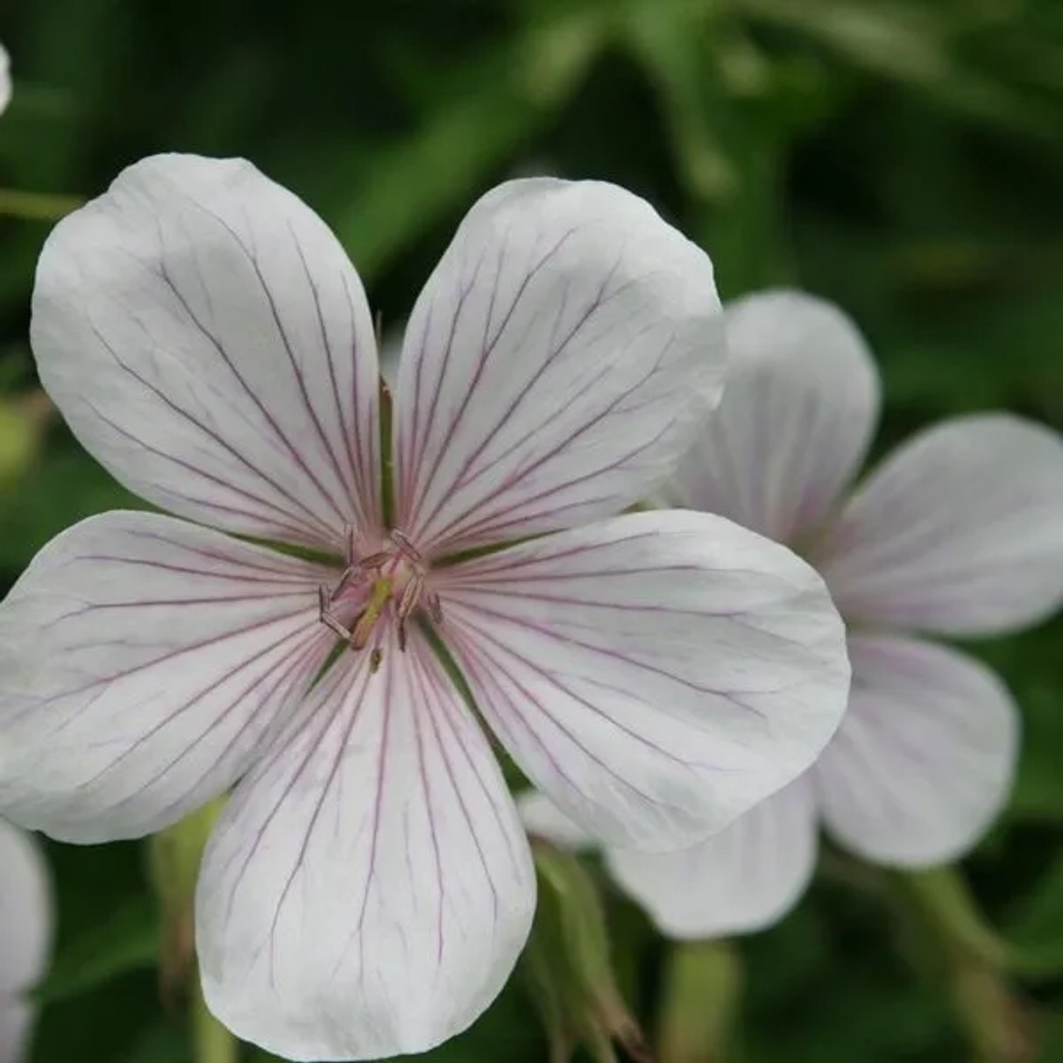 6 x Storchschnabel 'Kashmir White' Geranium Clarkei Topf 9cm Weiße Blüten