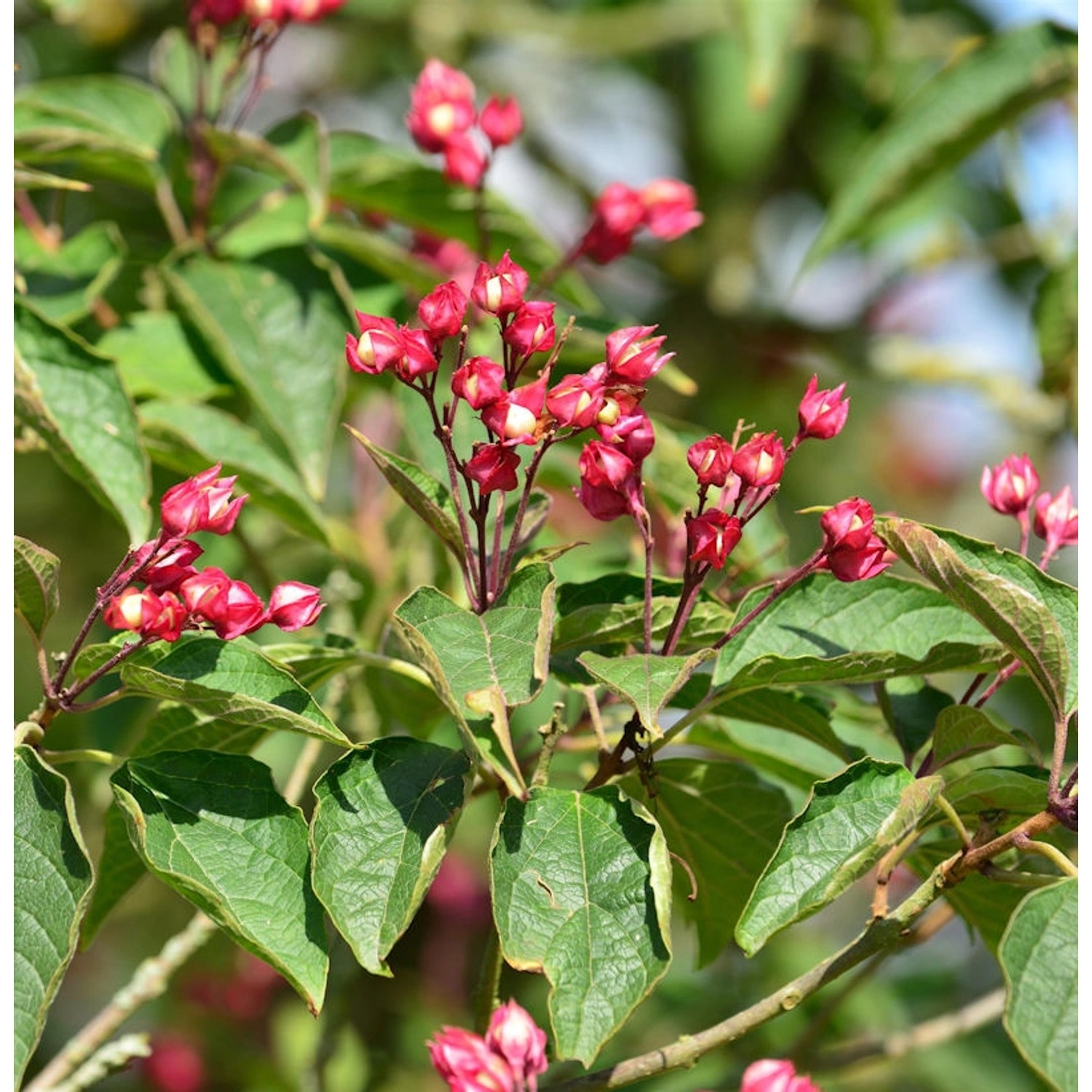 Harlekin Losbaum 100-125cm - Clerodendrum trichotomum günstig online kaufen