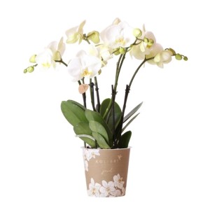 Weiße Schmetterlingsorchidee "Jewel" im Topf, ca. 45 cm hoch. Elegante Orchidee mit vielen Blüten.