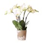 Weiße Schmetterlingsorchidee "Jewel" im Topf, ca. 45 cm hoch. Elegante Orchidee mit vielen Blüten.