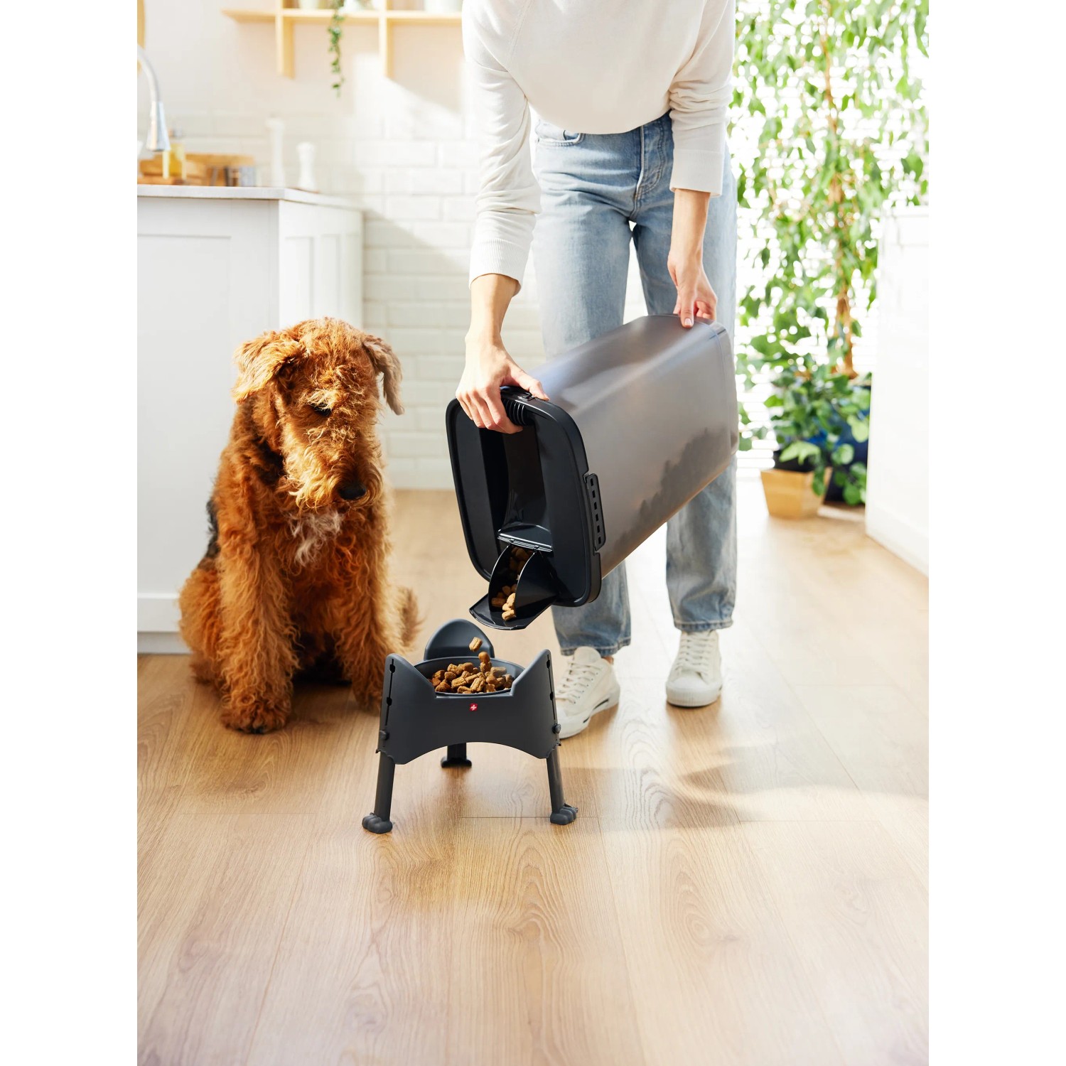 Rotho Tierfutterbehälter Cody 25 l transparent/grau beim Befüllen des Futternapfs, Hund daneben.