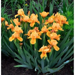 Schwertlilie Hindenburg - Iris barbata