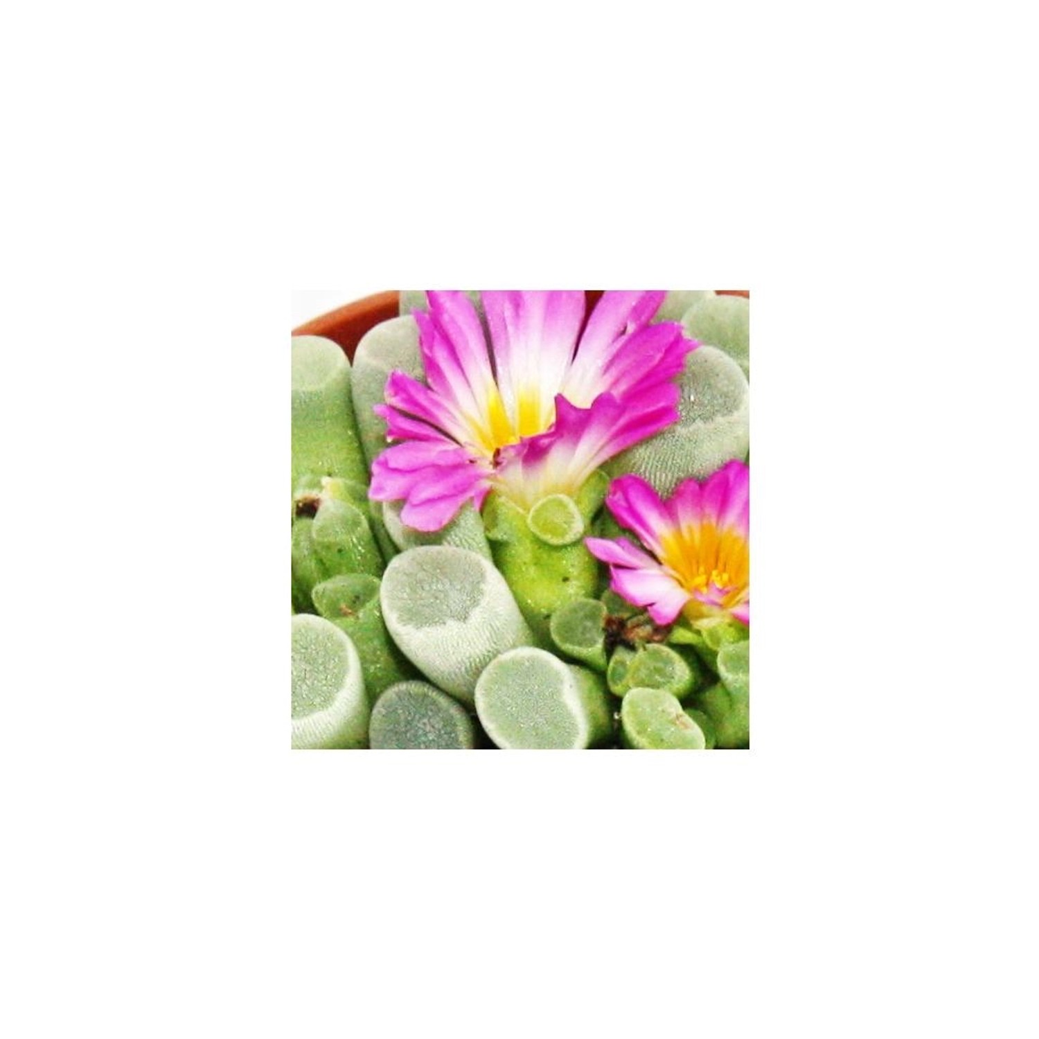 Exotenherz Frithia Pulchra Fensterblatt mit pinkfarbenen Blüten im Topf.