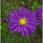 Nahaufnahme einer lilafarbenen Rauhblattaster Blauglut (Aster novi belgii) mit gelber Mitte.