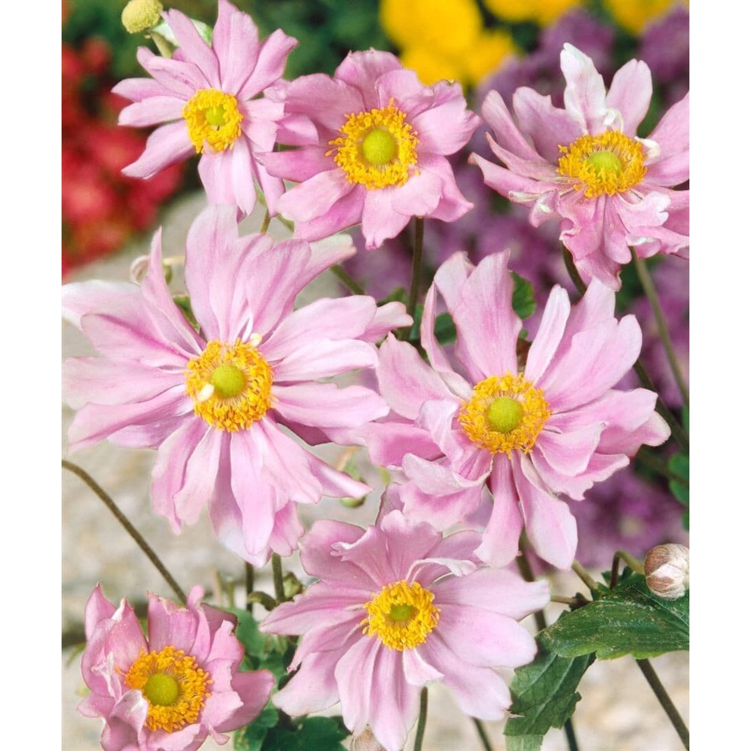 Anemone Japonica Mont Rose Herbstanemone Ca. 9x9 cm Topf günstig online kaufen