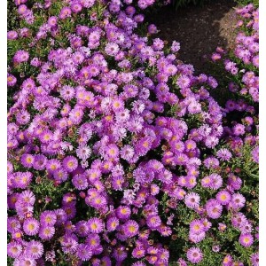 Kissenaster Heinz Richard, Aster dumosus mit lila Blüten im Garten.
