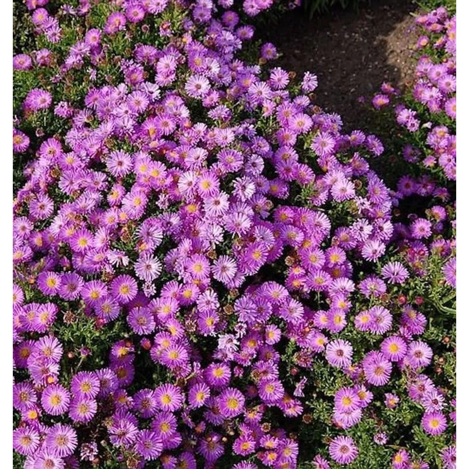 Kissenaster Heinz Richard - Aster dumosus