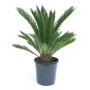 Grüner Palmfarn (Cycas revoluta) im Topf, ca. 30 cm hoch. Zimmerpflanze für halbschattige bis sonnige Standorte.