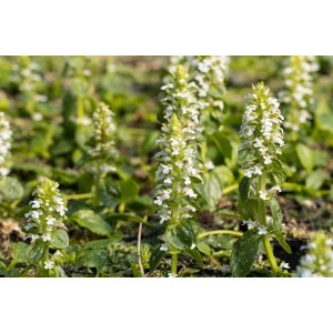 Weiß blühender Günsel (Ajuga Reptans Alba) als Bodendecker im 9x9 cm Topf.