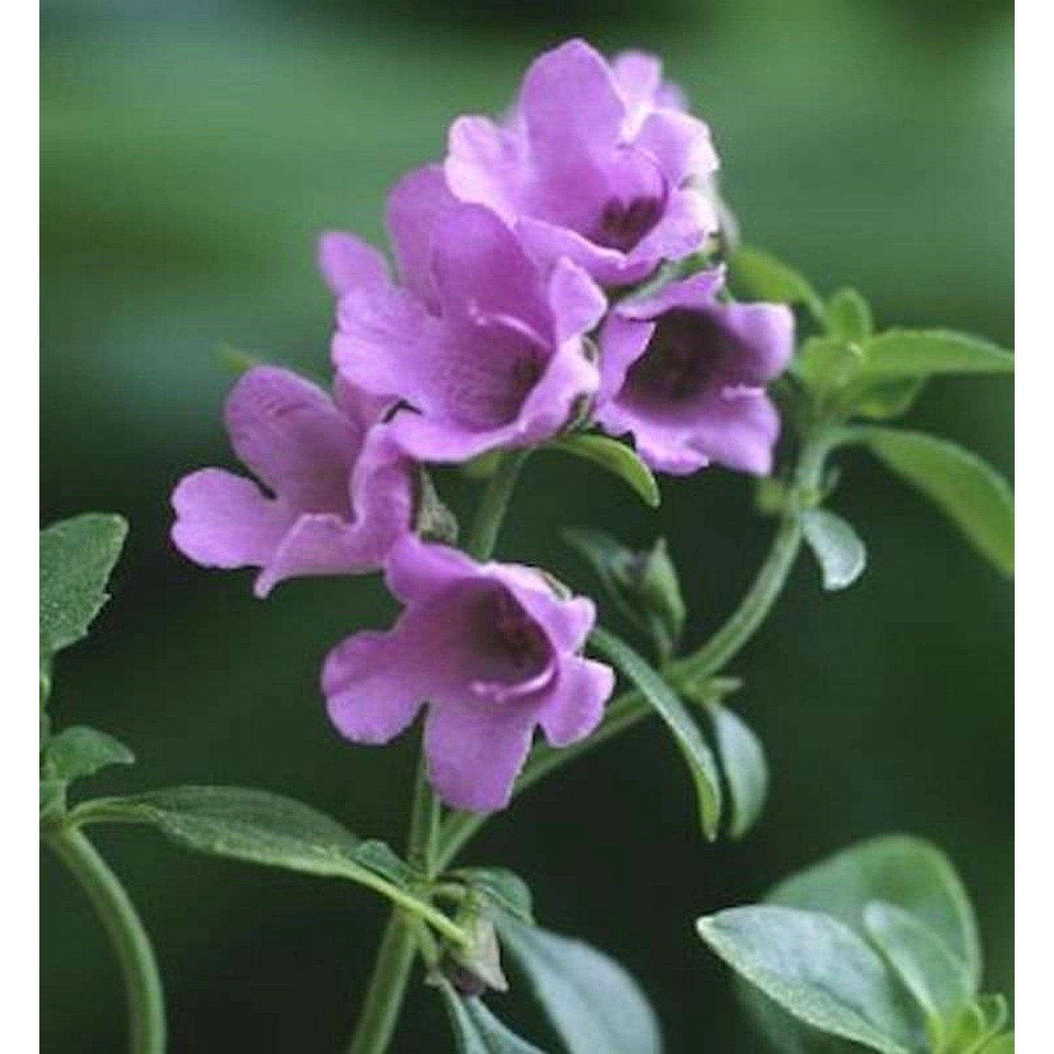 Staude Strauchminze - Prostanthera cuneata günstig online kaufen