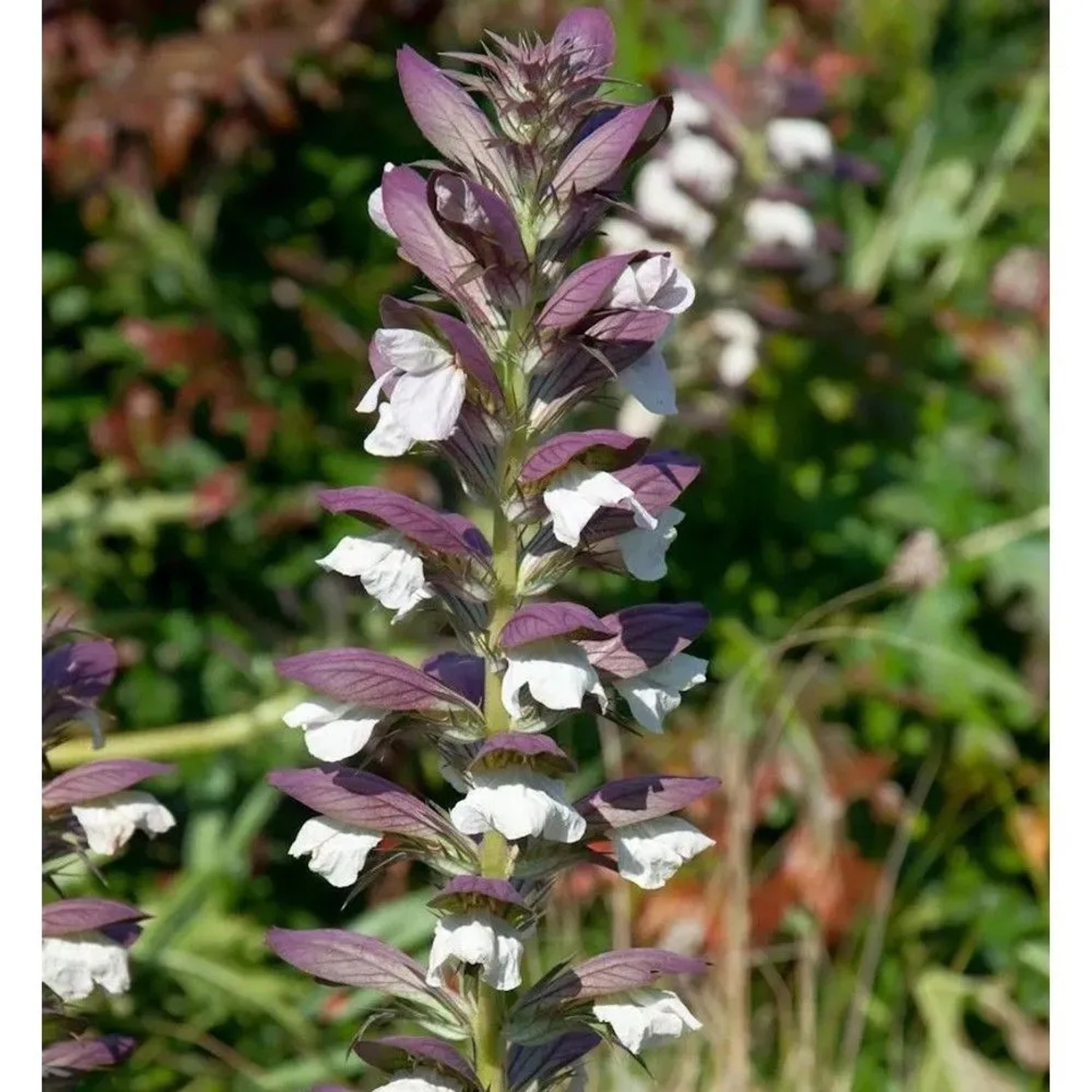Balkan Bärenklaue White Lips - Acanthus hungaricus