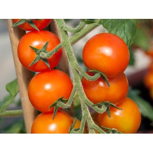 Stabtomate Solanum mit reifen, roten Früchten am Stiel im Topf.