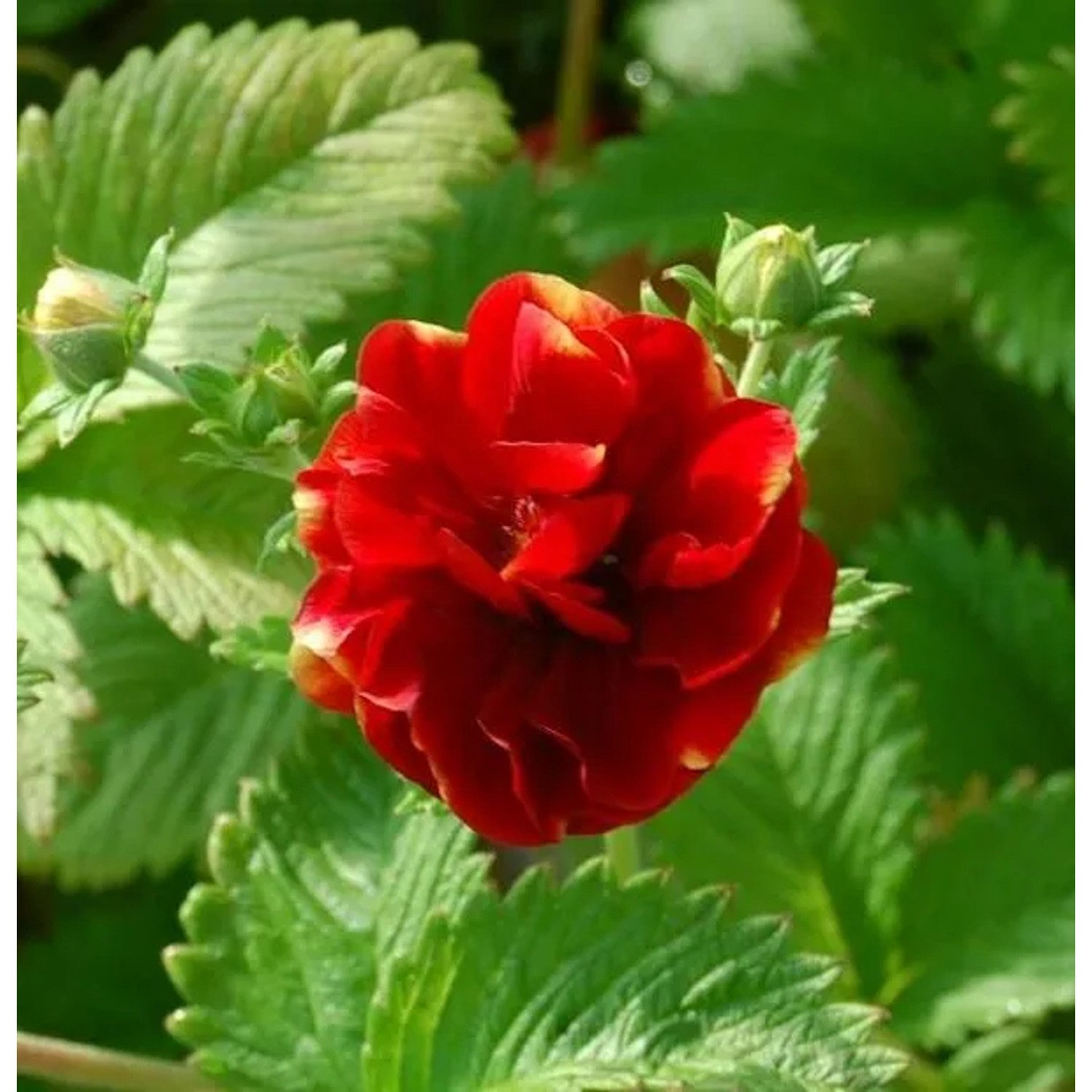 Fingerkraut Arc-en-Ciel - Potentilla cultorum