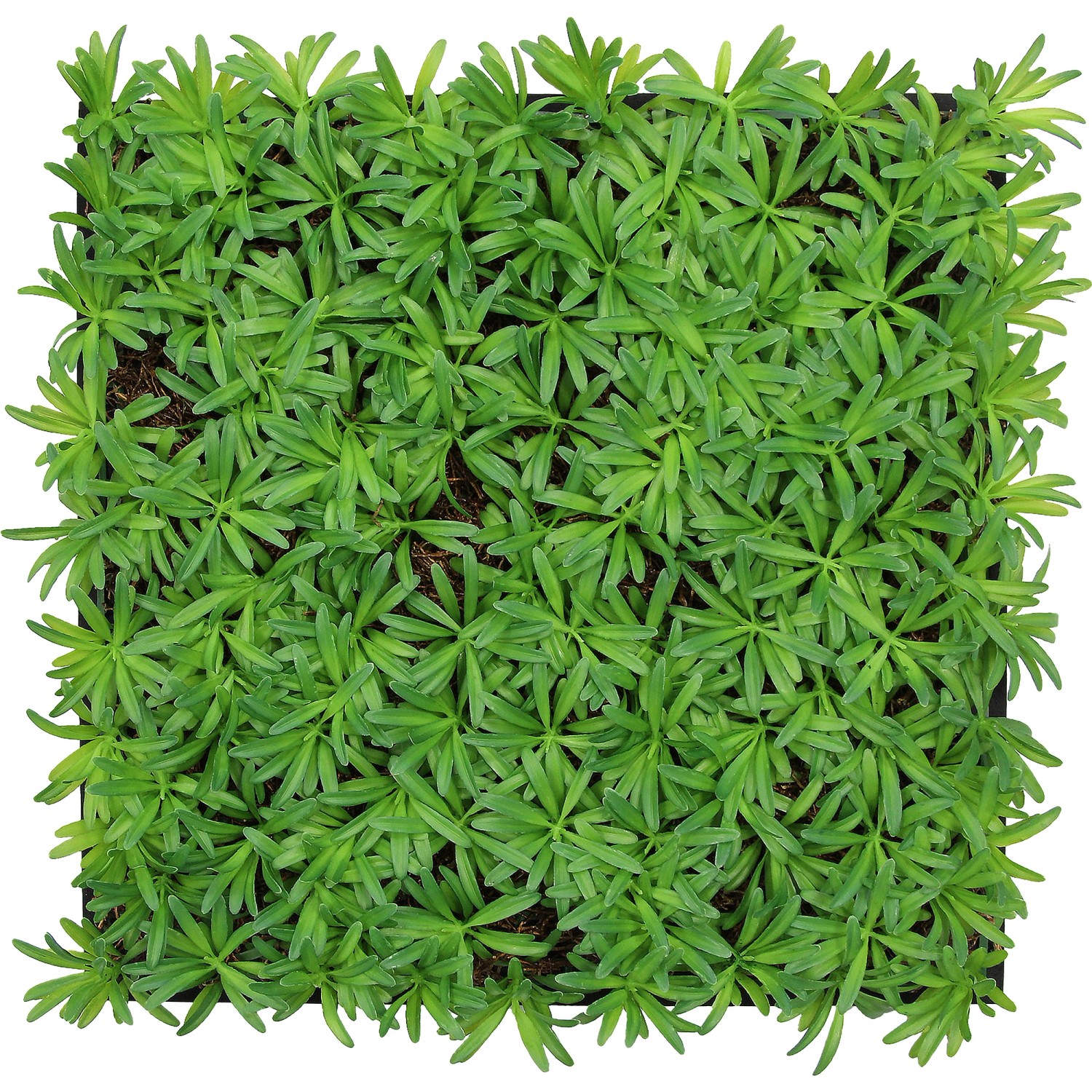 Jangal Wandpaneel Modular Wall Podocarpus Tea Tree 52 x 52 cm günstig online kaufen
