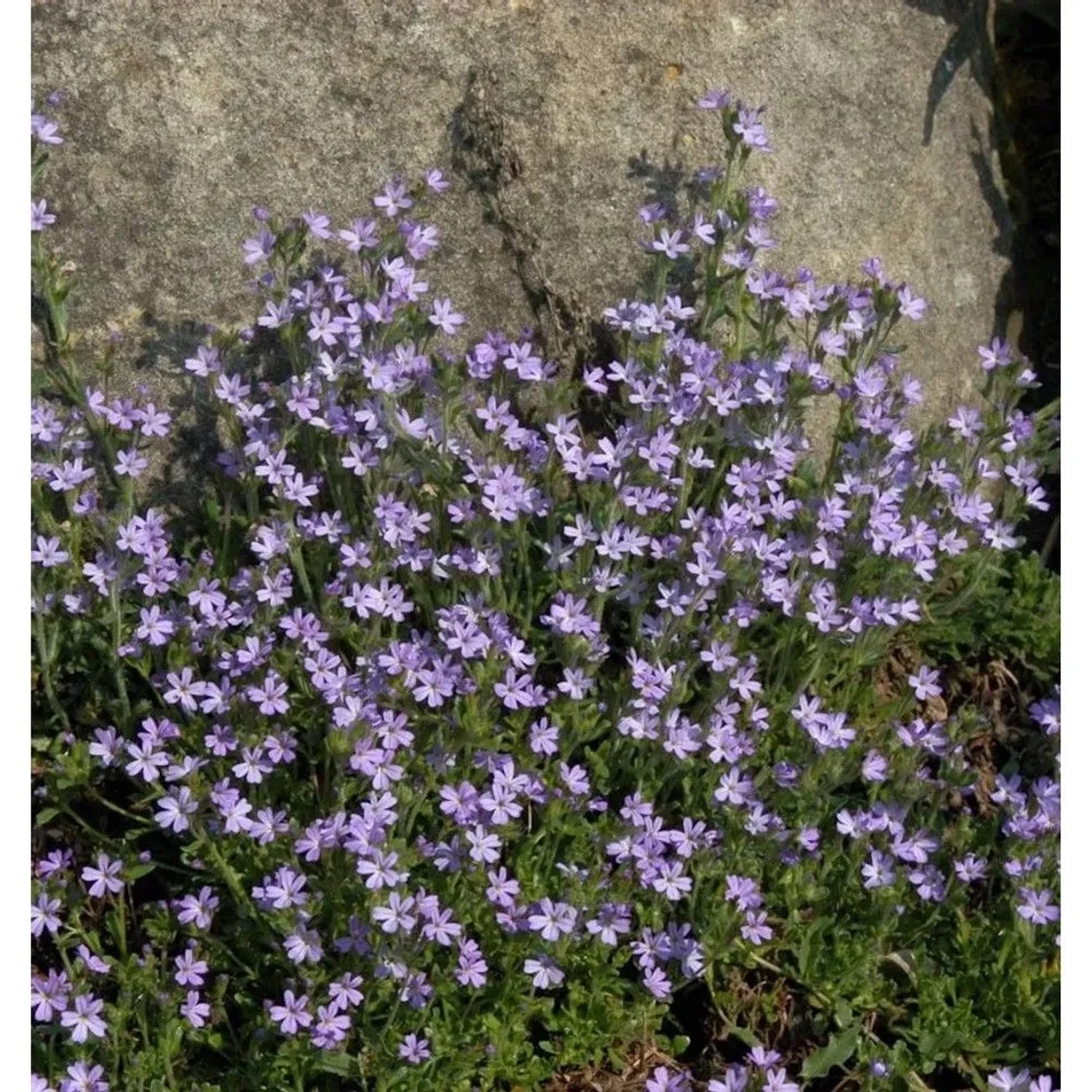 Alpenbalsam - Erinus alpinus