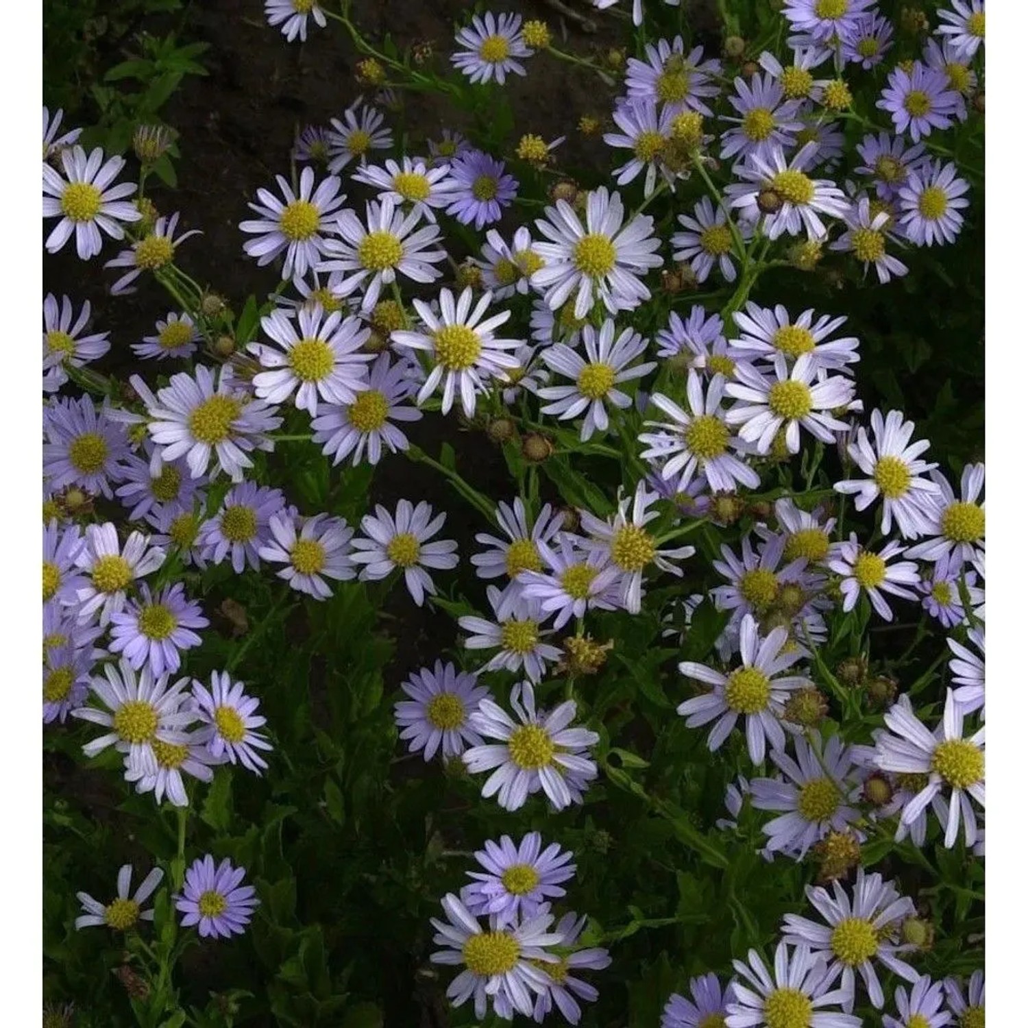 Blaue Schönaster Antonia - Kalimeris mongolica