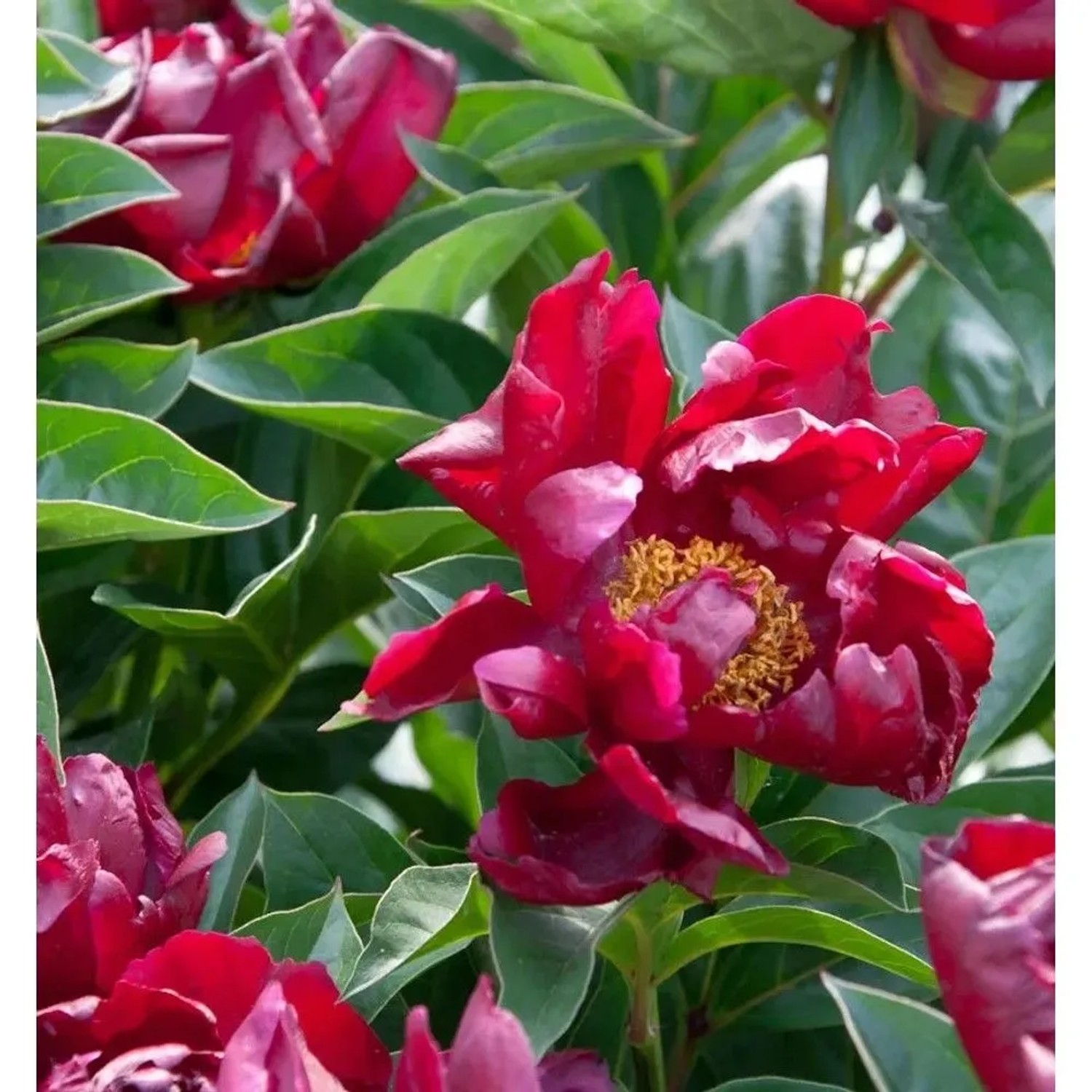 Edelpfingstrose Flame - Paeonia,actiflora