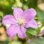 Nahaufnahme einer rosa Clematis 'Comtesse de Bouchaud' Blüte mit gelber Mitte und grünen Blättern.