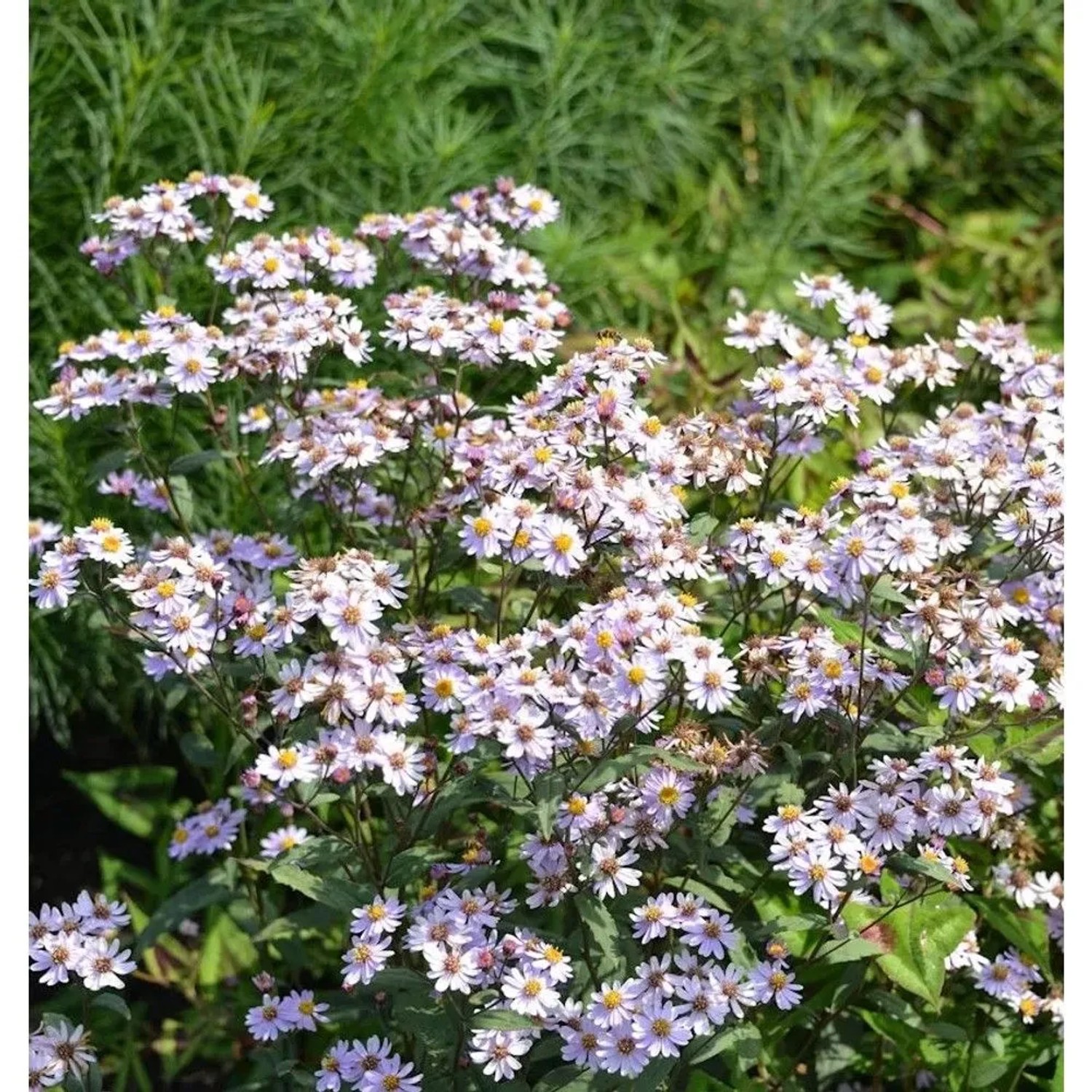 Wild Aster Harry Schmidt - Aster ageratoides