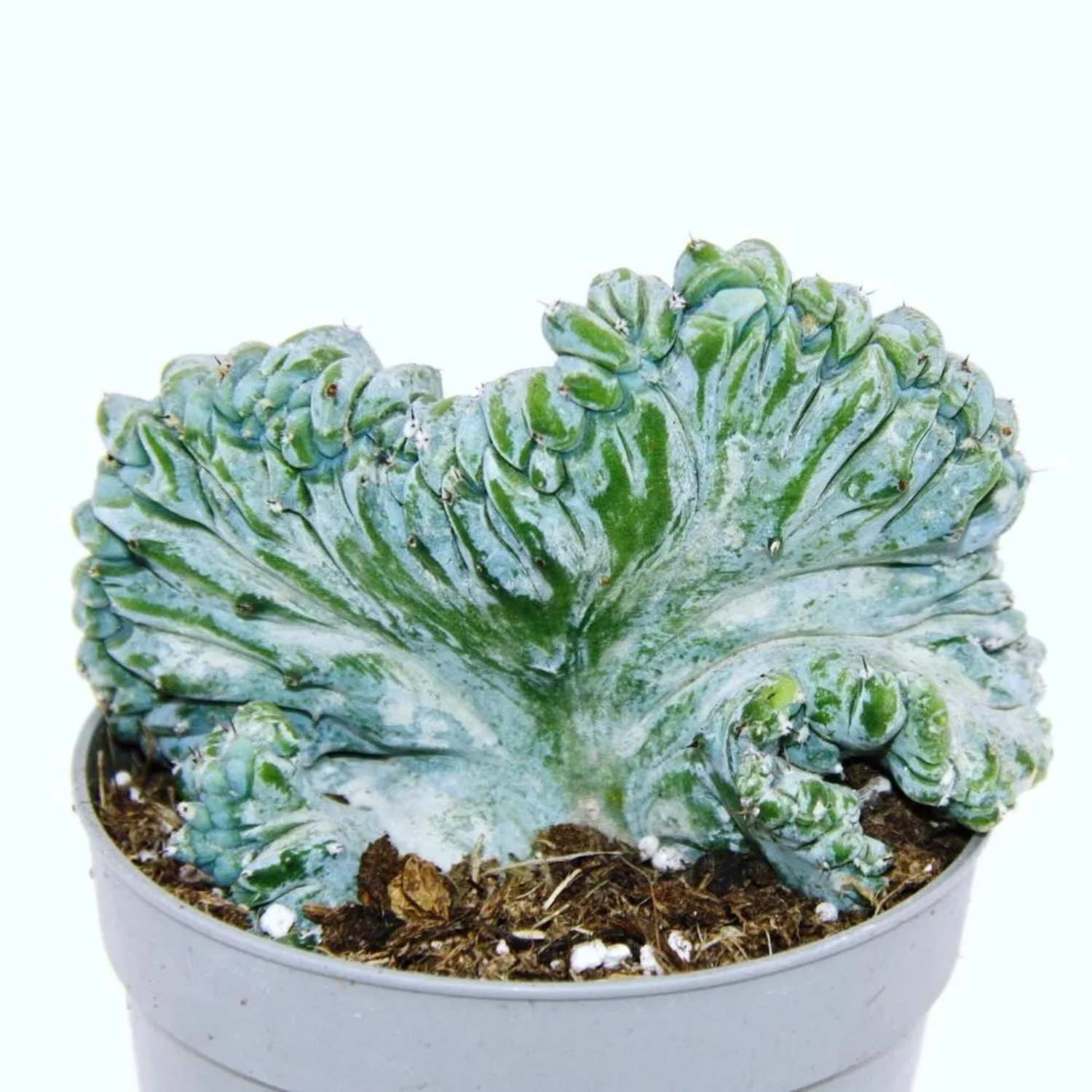 kaktus aus keramik Mini Pflanzen Set 6 Stück im Keramik Topf Set San Juan Ø6cm – Kaktus M