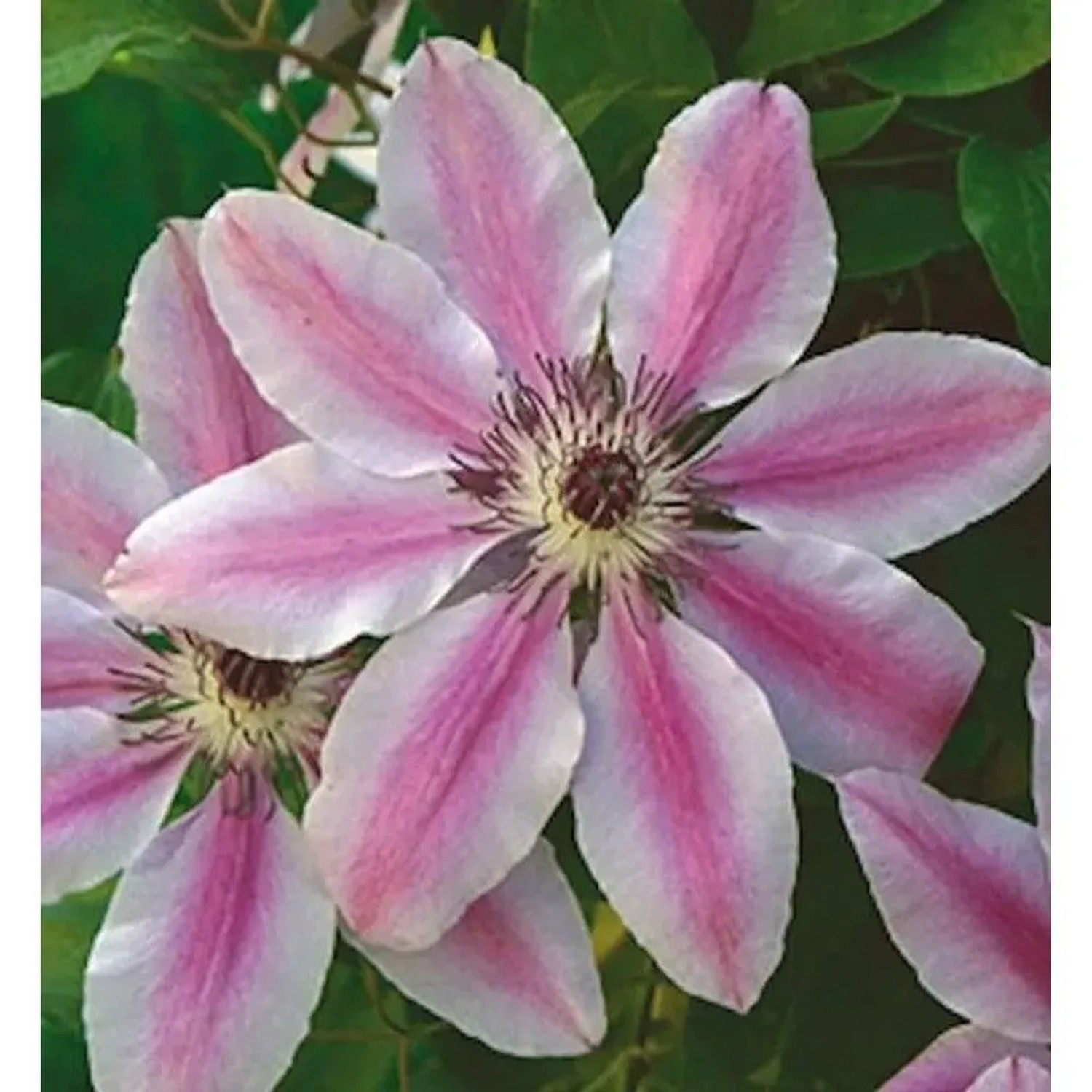 Waldrebe Nelly Moser 125-150cm - Clematis