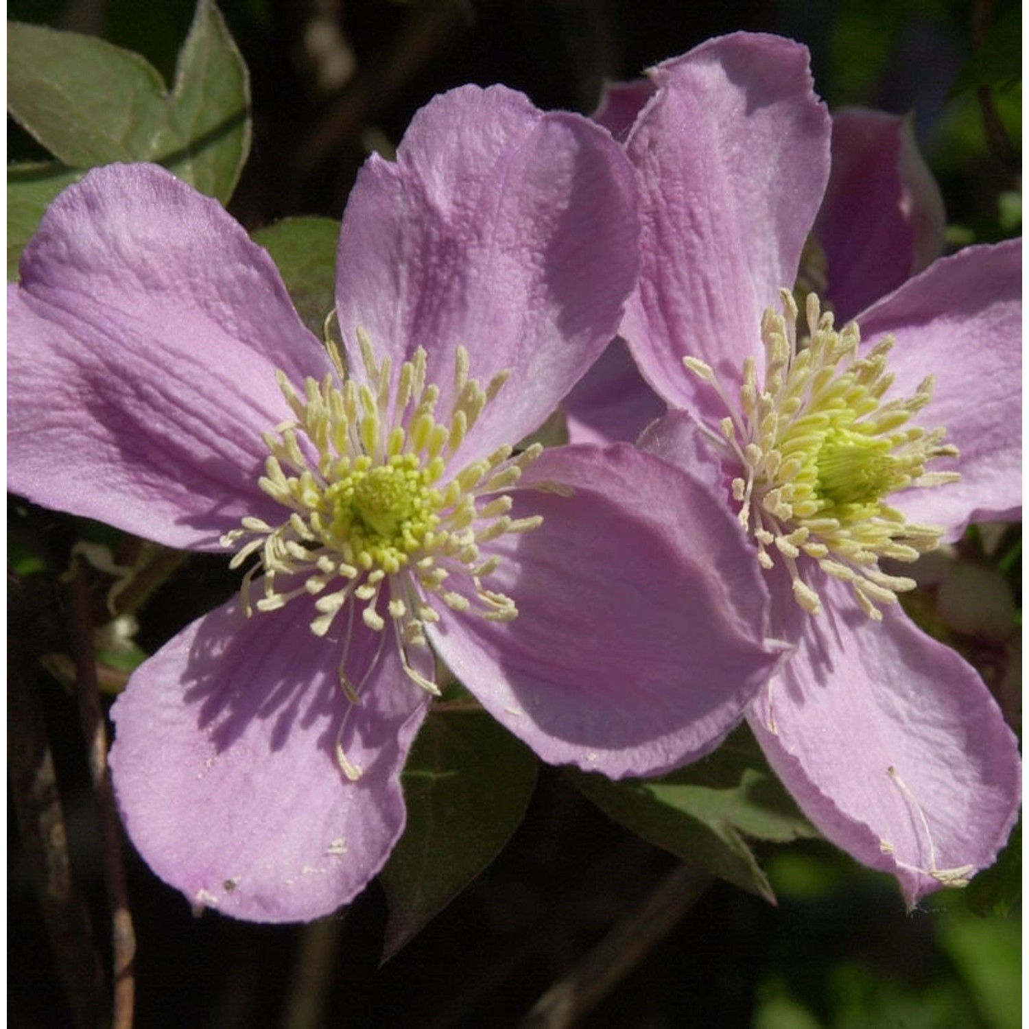 Berg Waldrebe Fragrant Spring 60-80cm - Clematis montana günstig online kaufen