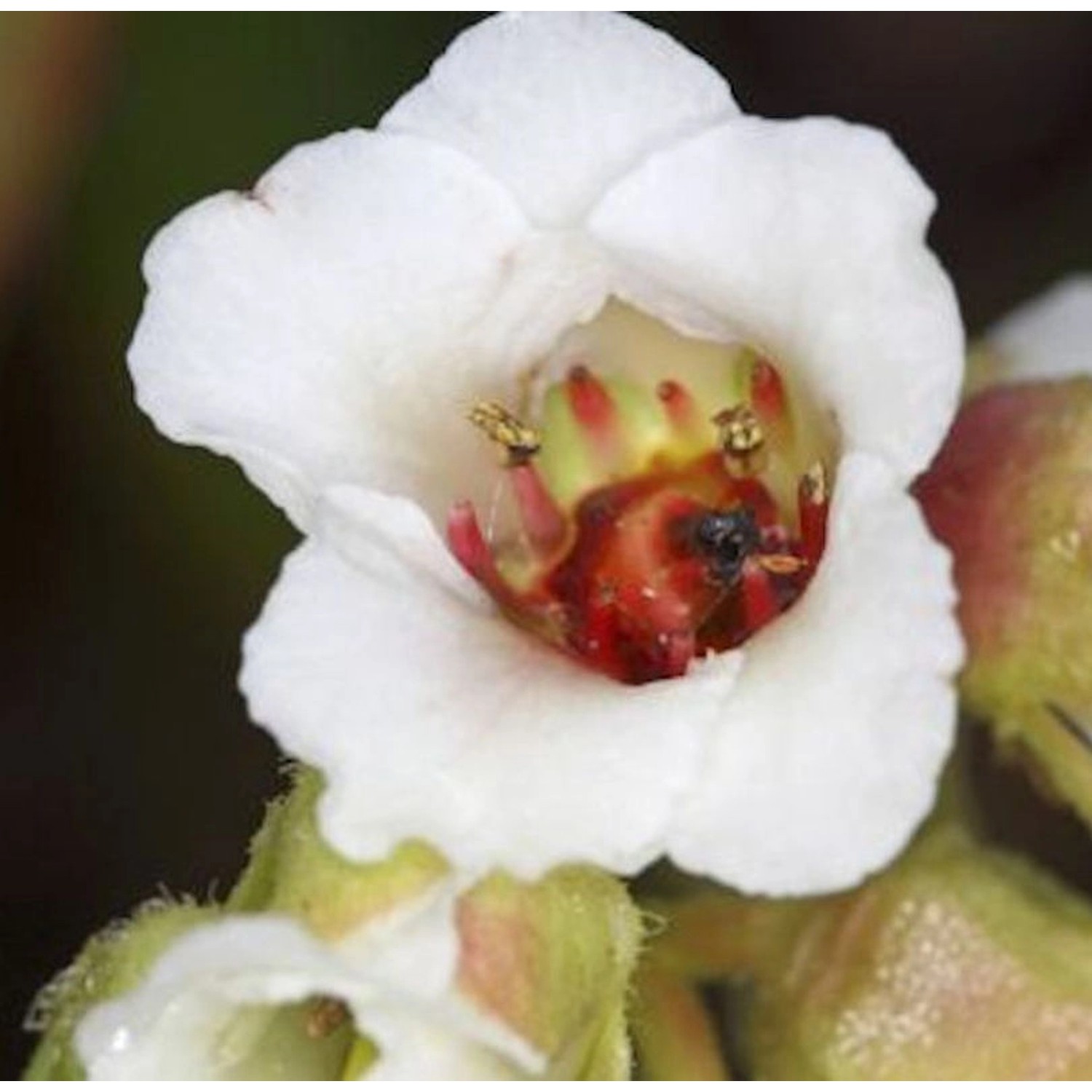 Bergenie Beethoven - Bergenia cordifolia günstig online kaufen