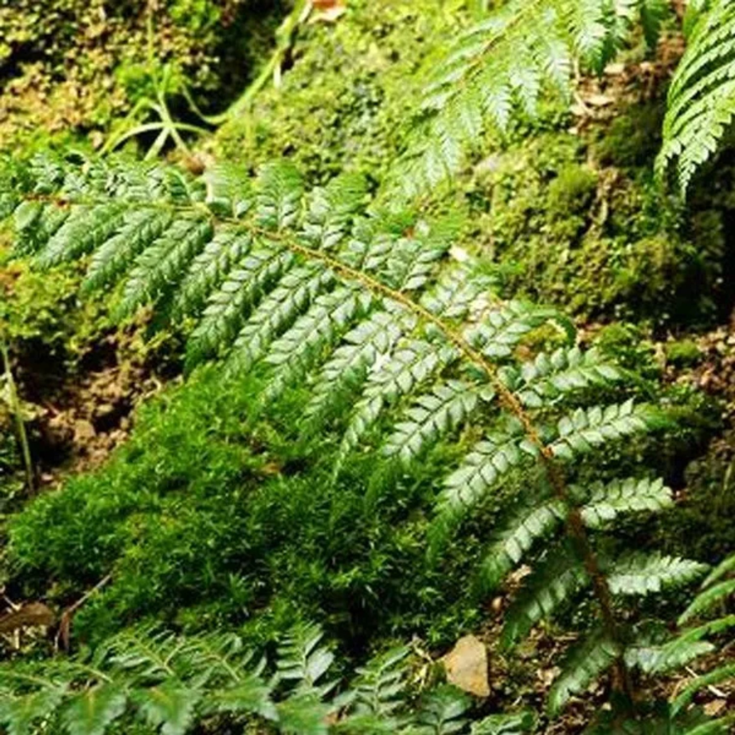 6 x Brauns Schildfarn Polystichum braunii Topf 9cm Dekorativ
