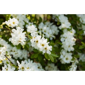 Nahaufnahme des blühenden Perlmuttstrauchs (Exochorda Macrantha) mit weißen Blüten.