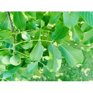 Baumfink Walnussbaum (Juglans regia) mit grünen Blättern und jungen Walnüssen.