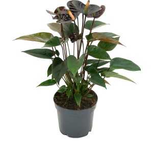 Flamingoblume Black im Topf, Anthurium mit dunklen Hochblättern, ca. 35-45 cm hoch.