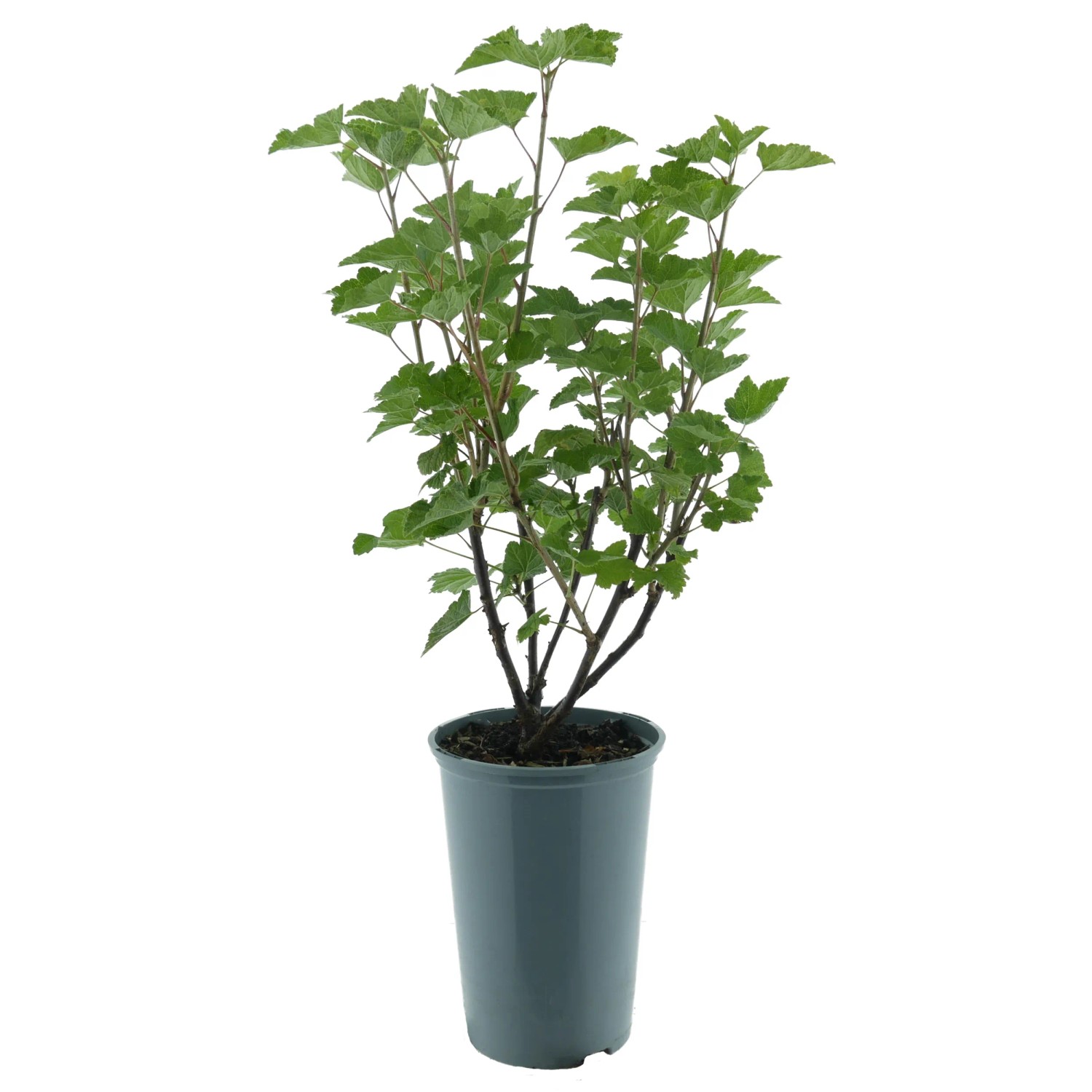 Johannisbeere Jonkheer van Tets BIO Rot Höhe ca. 30-40 cm Topf ca. 3, Ribes