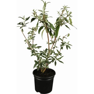 Zwerg-Sommerflieder Buzz Weiß im 3 l Topf, ca. 20-40 cm hoch.