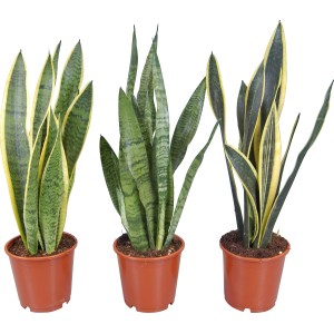 Bogenhanf (Sansevieria trifasciata), verschiedene Sorten im 14 cm Topf.