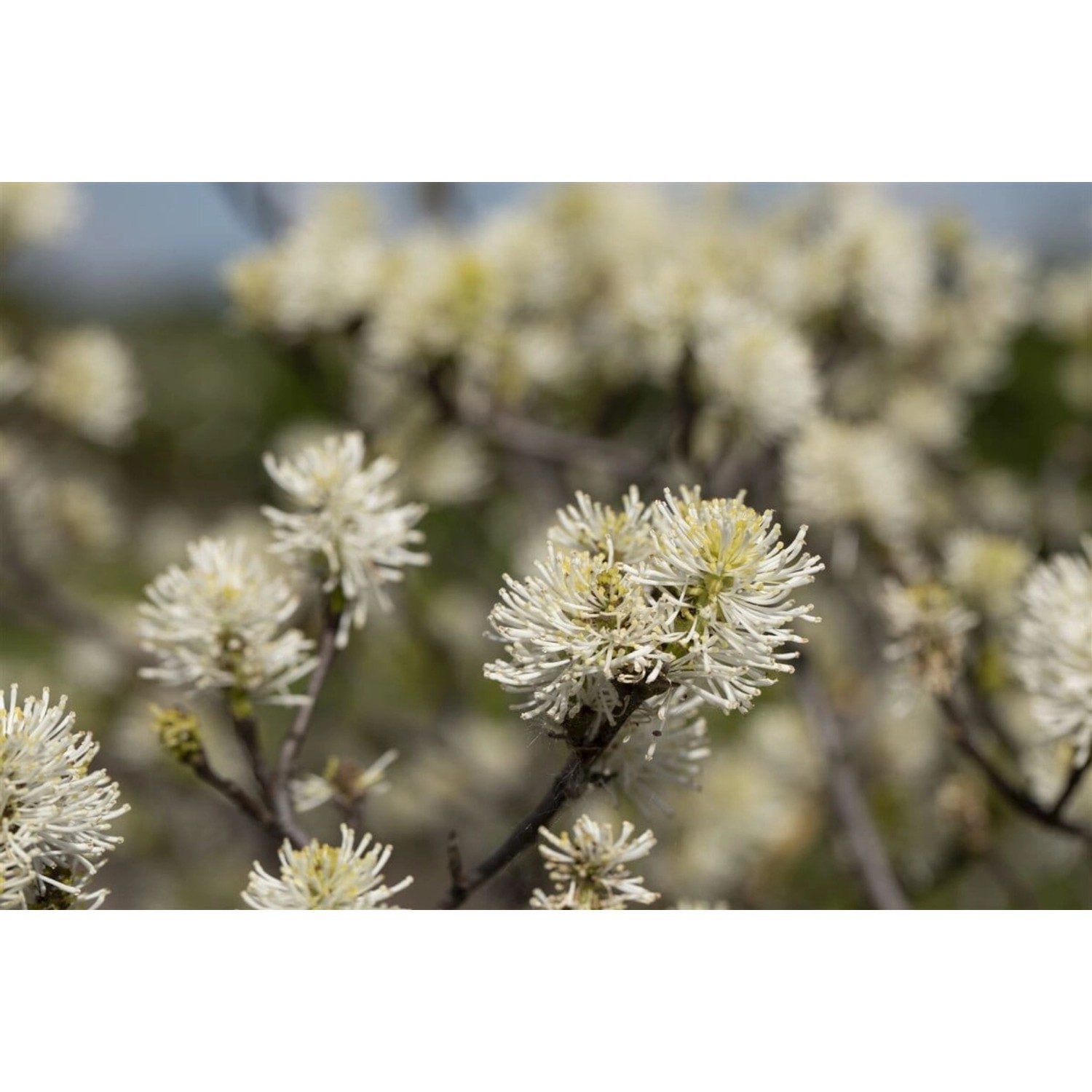 Nahaufnahme des Fothergilla Major Federbuschstrauchs mit cremeweißen Blüten.